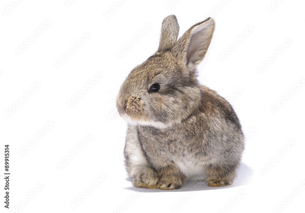 Obraz premium Rabbit sitting on white background