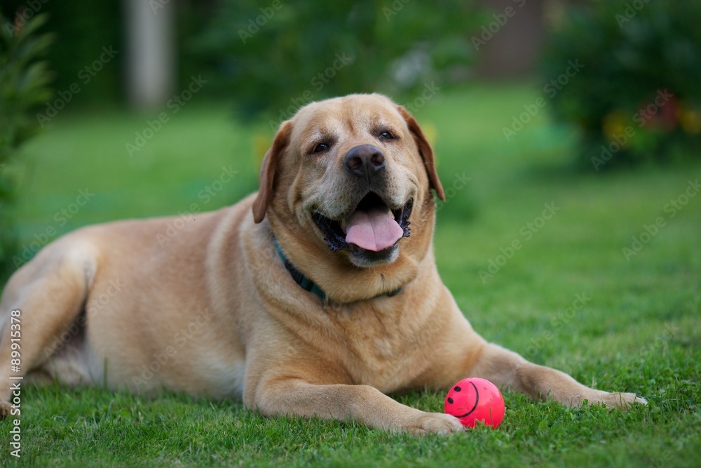 	

 Labrador Retriever lying on the grass with a bright pink ball