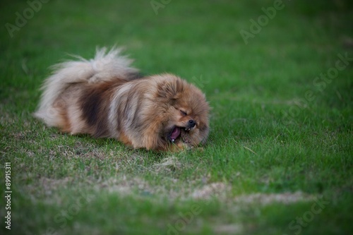 	

 little dog playing on the grass and chewing on a stick
