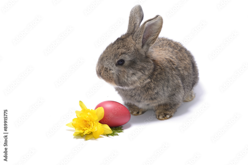 rabbit and easter eggs on white background rabbit and easter eggs on white background