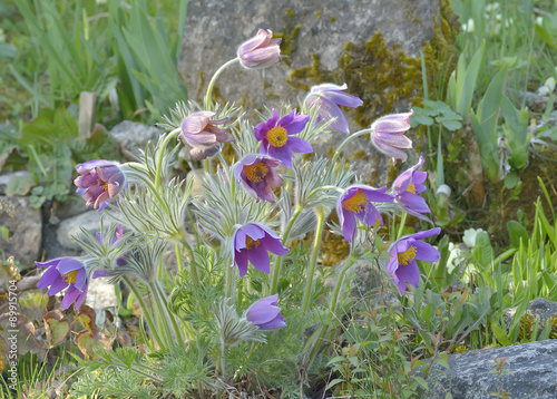 Mountain Pasqueflower (Pulsatilla montana)
