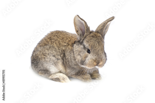 Rabbit sitting on white background