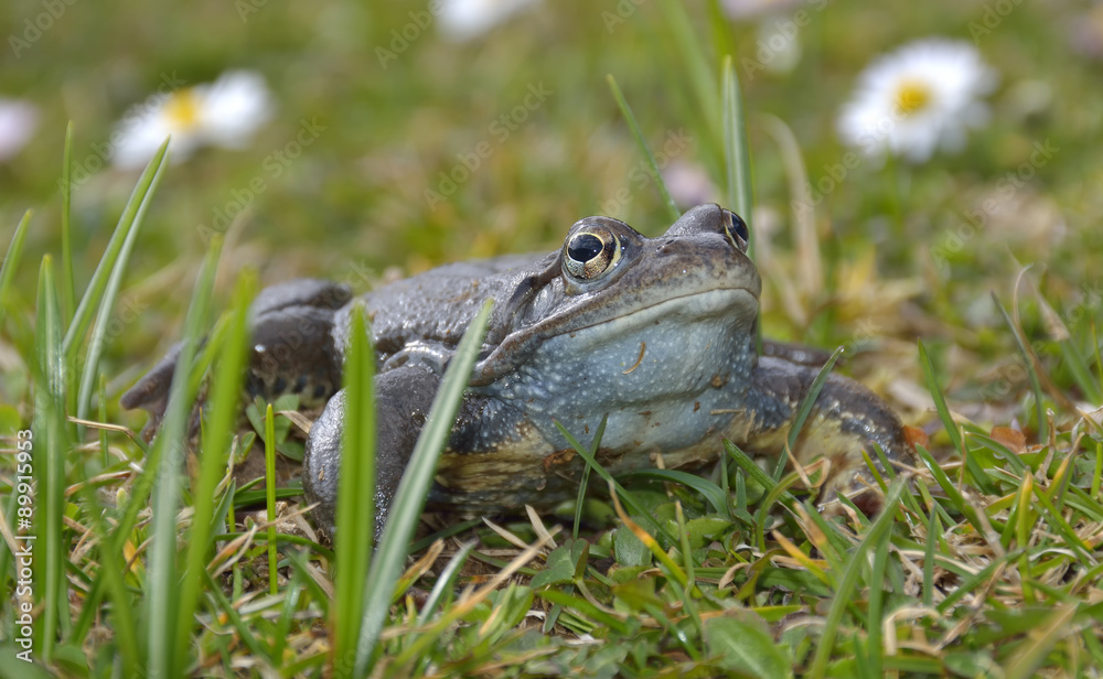 Agile Frog (Rana dalmatina) in grass Agile Frog (Rana dalmatina) in grass