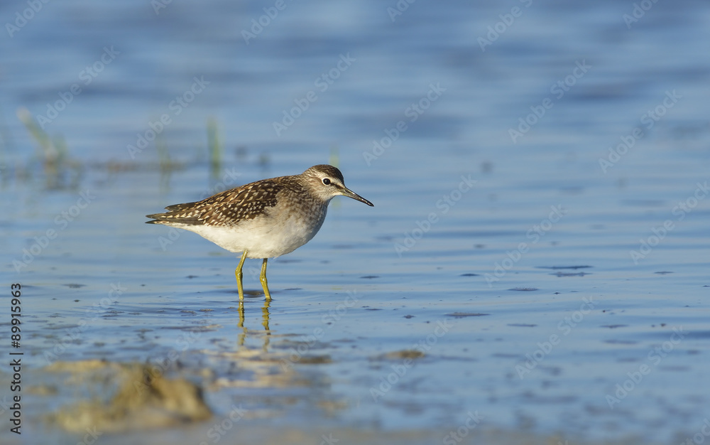 Green sandpiper in natural habitat ( Tringa ochropus) Green sandpiper in natural habitat ( Tringa ochropus)