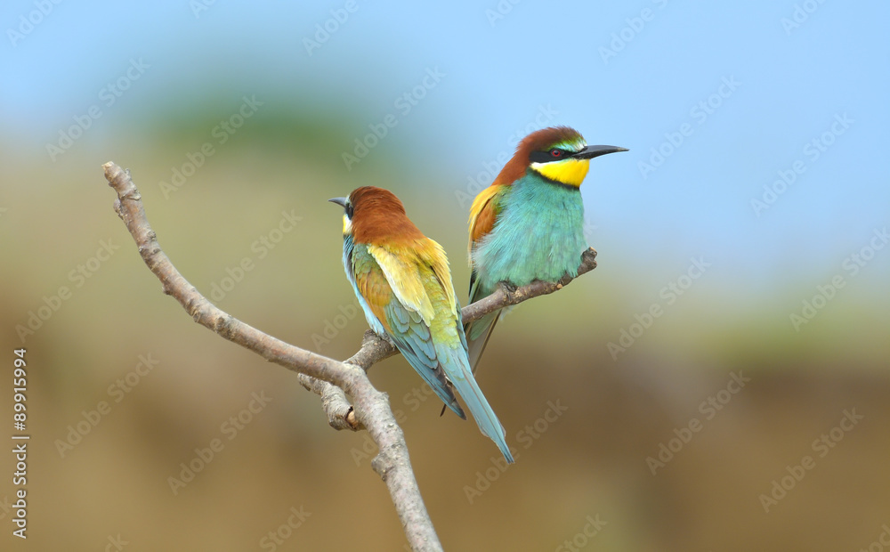 European bee-eater (Merops Apiaster) outdoor