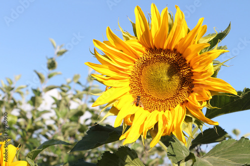 Yellow sunflower a background of the blue sky in summer day