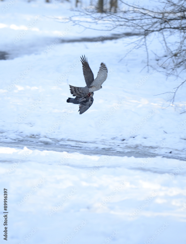 Common Kestrel flying with killed pigeon over the snow. Hunter and pray.. Common Kestrel flying with killed pigeon over the snow. Hunter and pray..