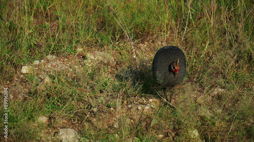 Guineafowl eating food from ground in savanna. Africa. Kenya. Masai Mara. Safari. Static camera Guinea fowl .