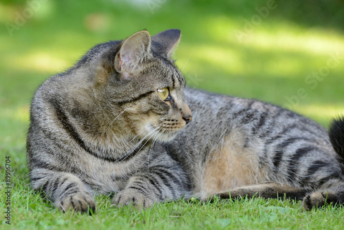 Obraz na plátně gray tabby cat lying on the meadow
