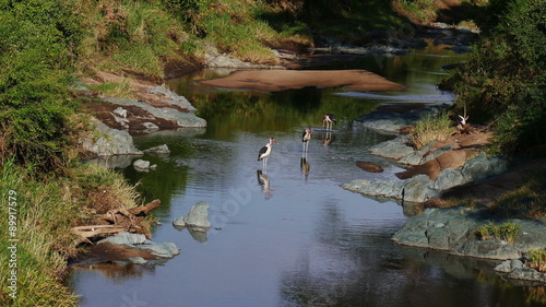 Marabou storks standing and walking in river safari static camera view. Masai Mara. Kenya. Africa. Travel tourism adventure in wild animal nature.