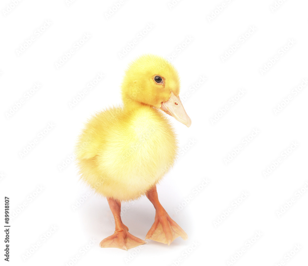 Fototapeta premium Duckling young baby duck