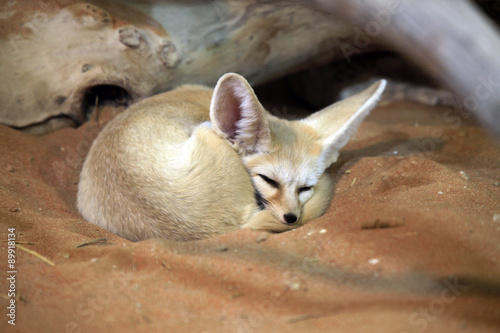 Cute Arabian fox sleeping on the sand