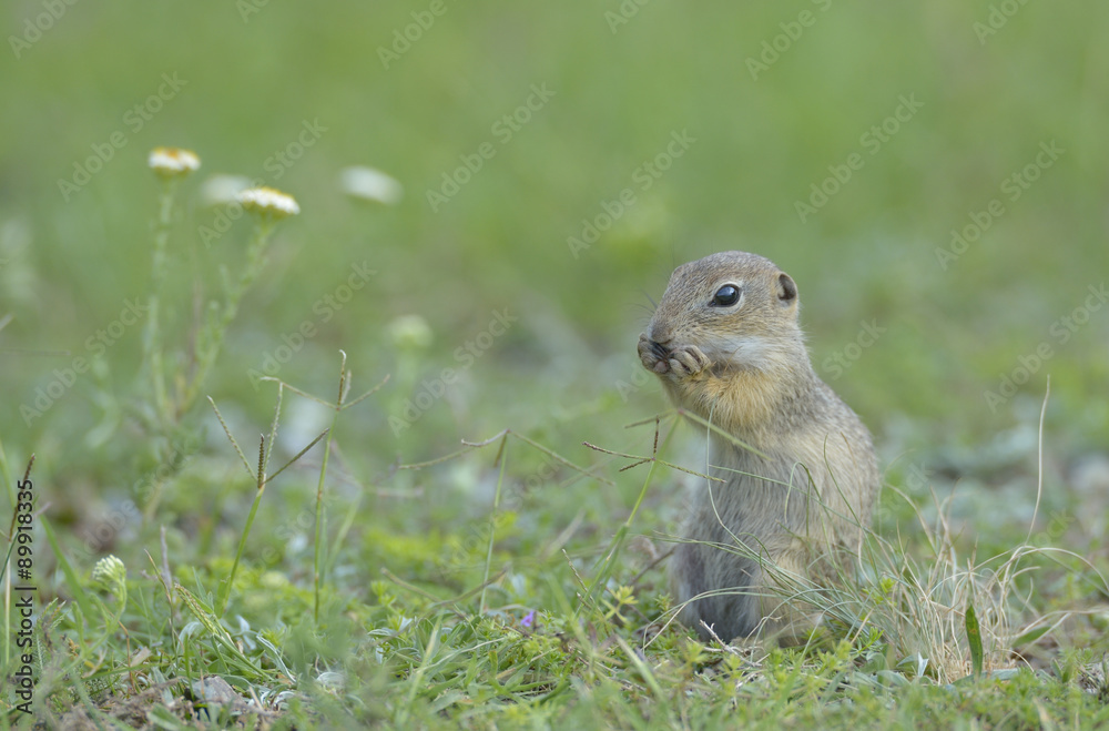 European ground squirrel (Spermophilus citellus) European ground squirrel (Spermophilus citellus)