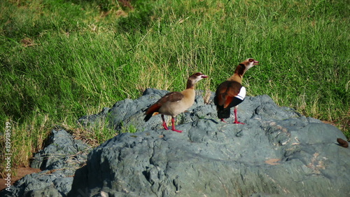 Two wild ducks standing on stone in savanna static camera. Safari Tanzania. Africa. Travel tourism adventure in wild nature.