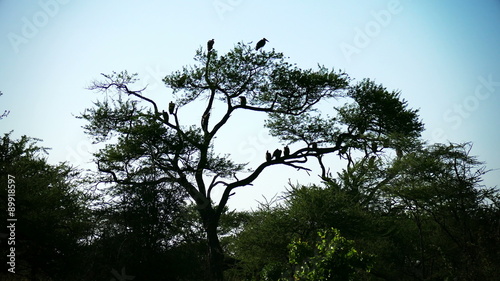 Vultures sitting on tree branch. Bird of prey safari Tanzania. Africa. Travel tourism adventure in wild animal nature.