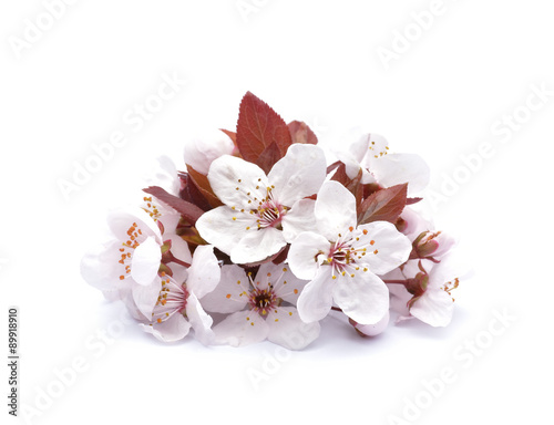 Flowers of prunus cerasifera
