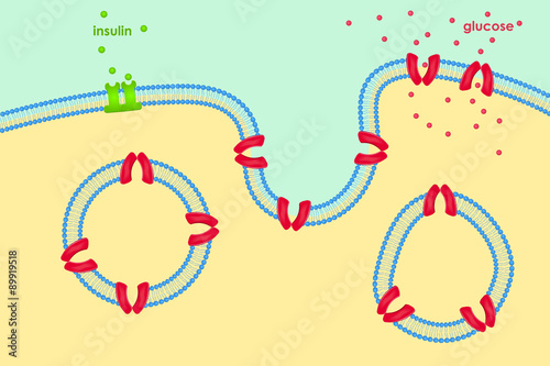 Glucose transport through cell membrane via transporters