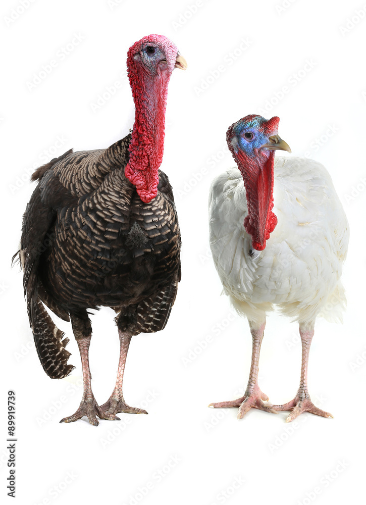 Turkeys Turkeys