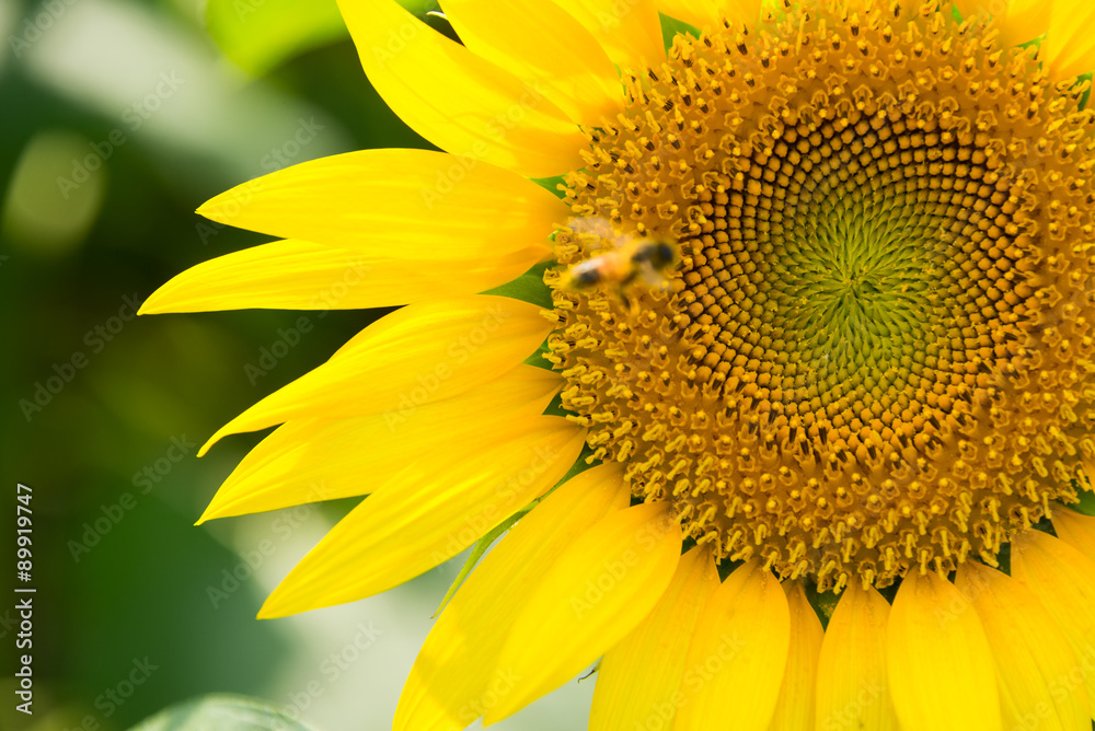 Obraz premium Bee and Close Up Sunflower
