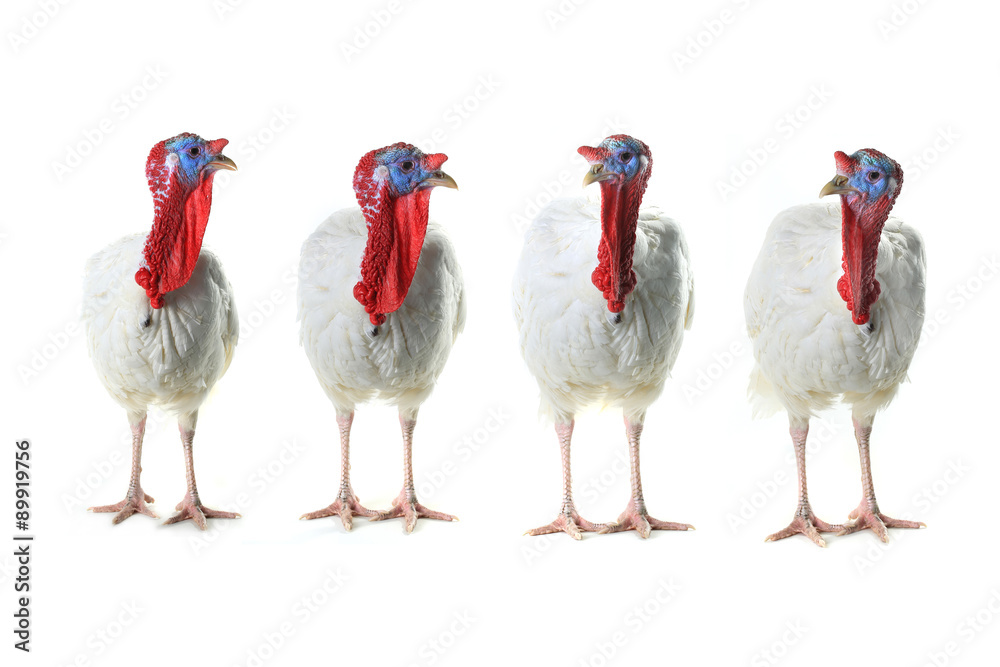 Turkeys Turkeys