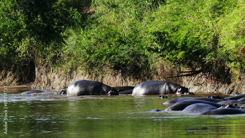 Hippos walking in river safari target camera. Africa. Kenya. Masai Mara. Travel tourism adventure in wild nature.