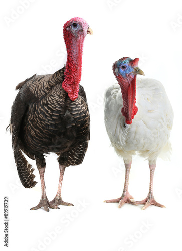 Turkeys © fotomaster