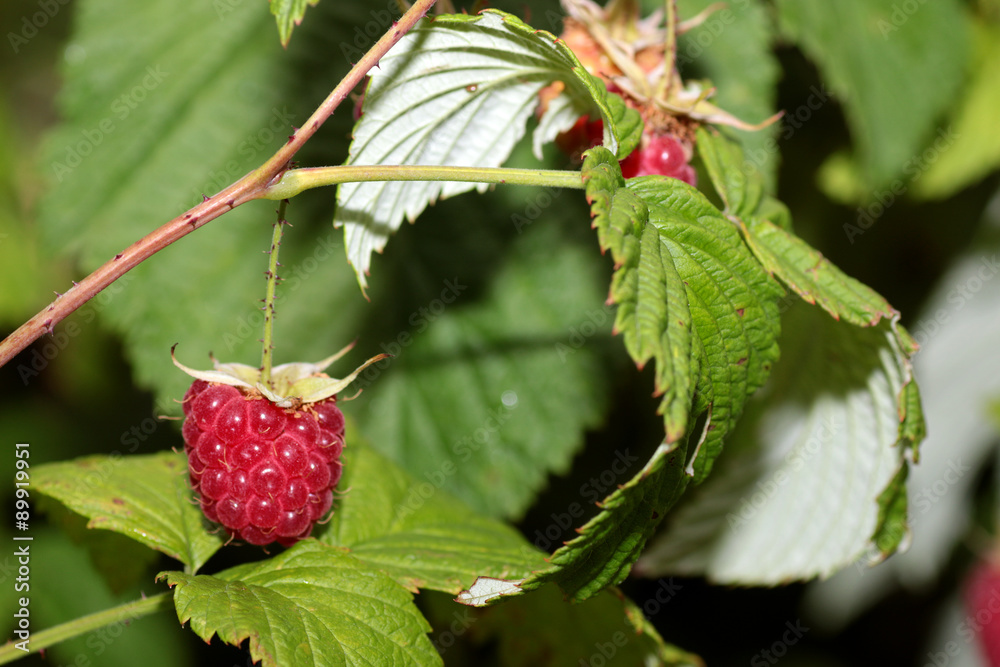 harvest raspberries on the bush harvest raspberries on the bush
