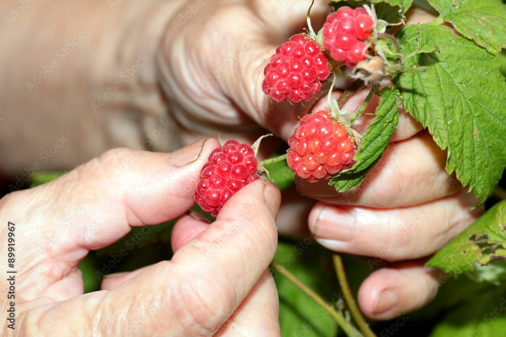 harvest raspberries on the bush harvest raspberries on the bush