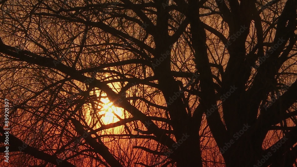 Orange sunset. The sun in the branches of the tree. Orange sunset. The sun in the branches of the tree.