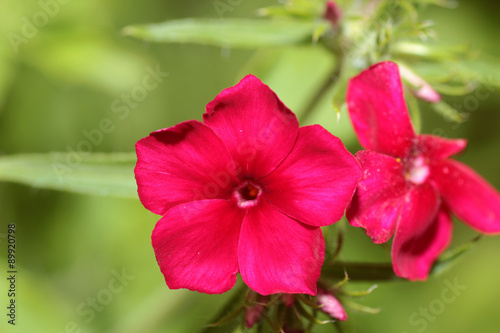 bud pink flower close-up