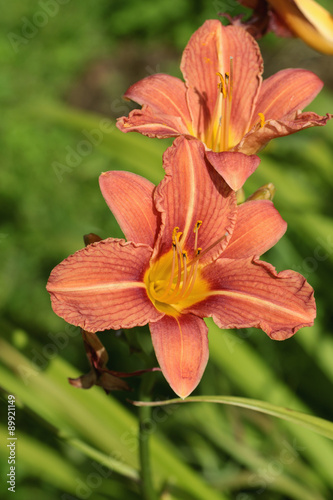 Orange flower lily © alexkich