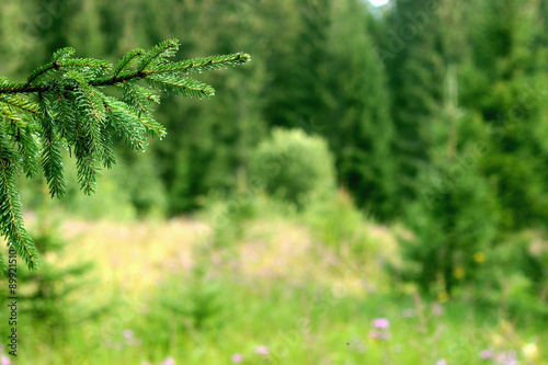 pine branches on a background of field