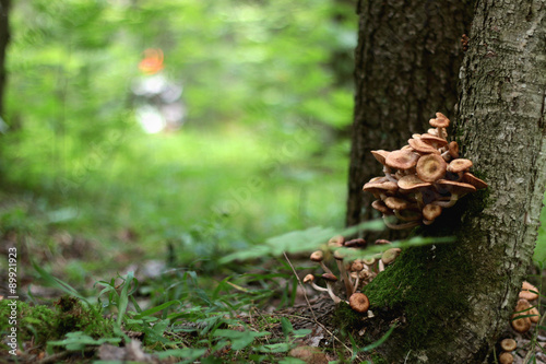 Mushrooms grow on trees