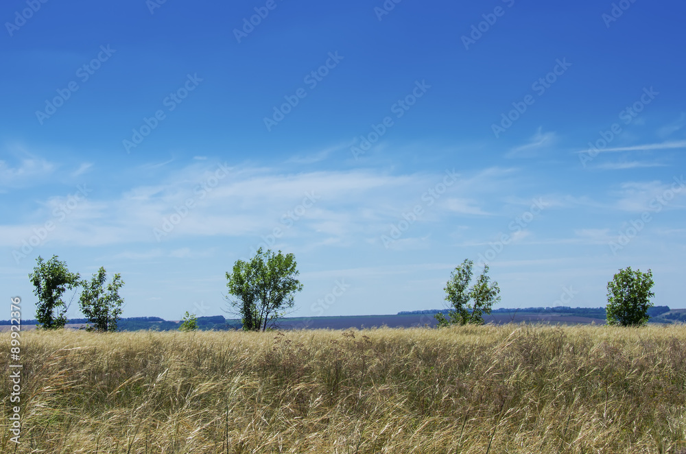 Skyline with trees and yellow grass in Divnogorie National Park