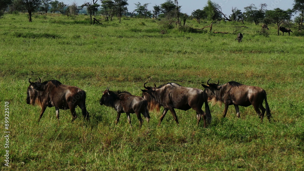 Wildebeests herd walking on savanna Masai Mara target camera. Safari. Kenya. Africa. Travel tourism adventure in wild savanna nature. Wildebeests herd walking on savanna Masai Mara target camera. Safari. Kenya. Africa. Travel tourism adventure in wild savanna nature.