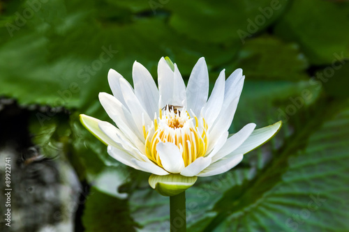 white water lily and bee