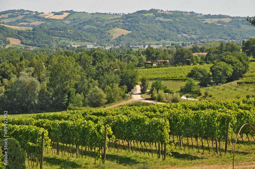 La campagna marchigiana - Vigneti colline di Urbino