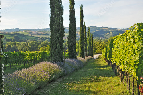 La campagna marchigiana - Vigneti colline di Urbino