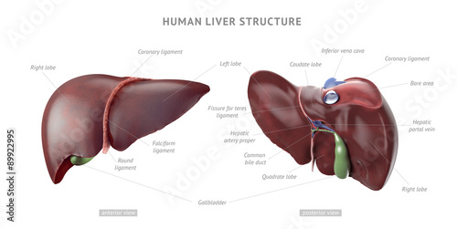 Human liver anatomy photo