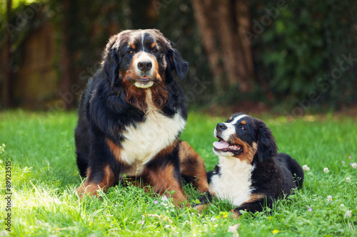 Fototapeta Naklejka Na Ścianę i Meble -  Bernese Mountain Dog in the summer meadow