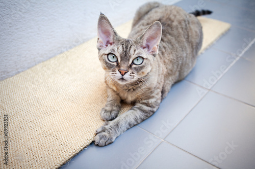 Fototapeta Naklejka Na Ścianę i Meble -  Beautiful devon rex cat laying on a scratching board