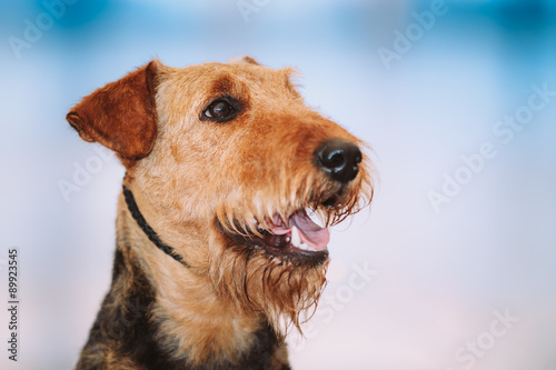 Beautiful Brown Airedale Terriers Dog
