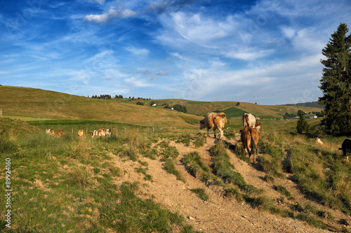 Paesaggio di montagna con mucche al pascolo © oscar0
