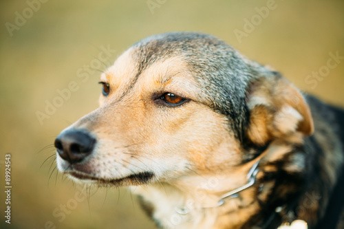 Brown Dog Head Close Up Portrait