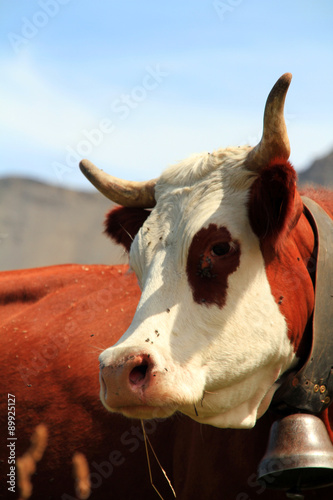 Fotografija vache 25082015
