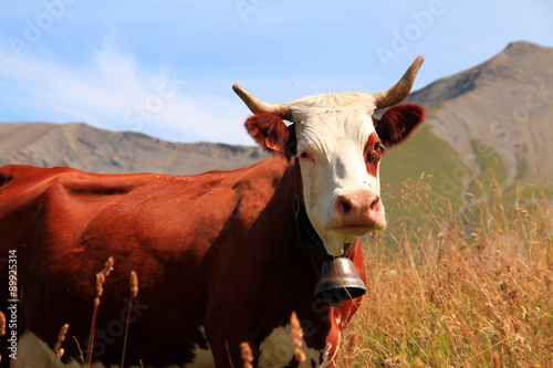 Slika na platnu vache 25082015