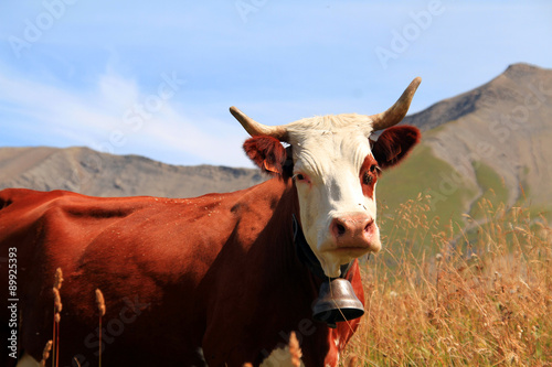 Fotografija vache 25082015