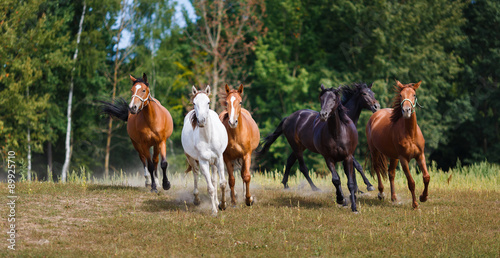 Herd of running horses © castenoid