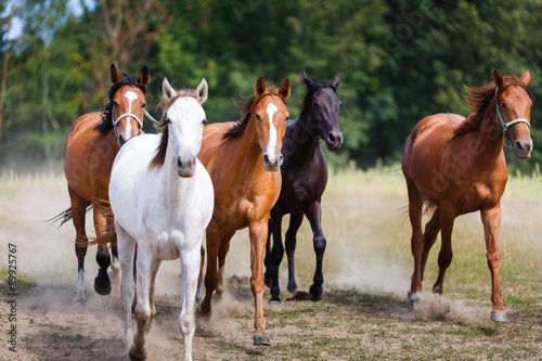 Herd of running horses © castenoid