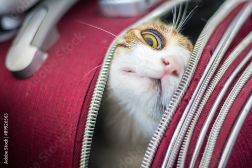 Cat in a trolley bag